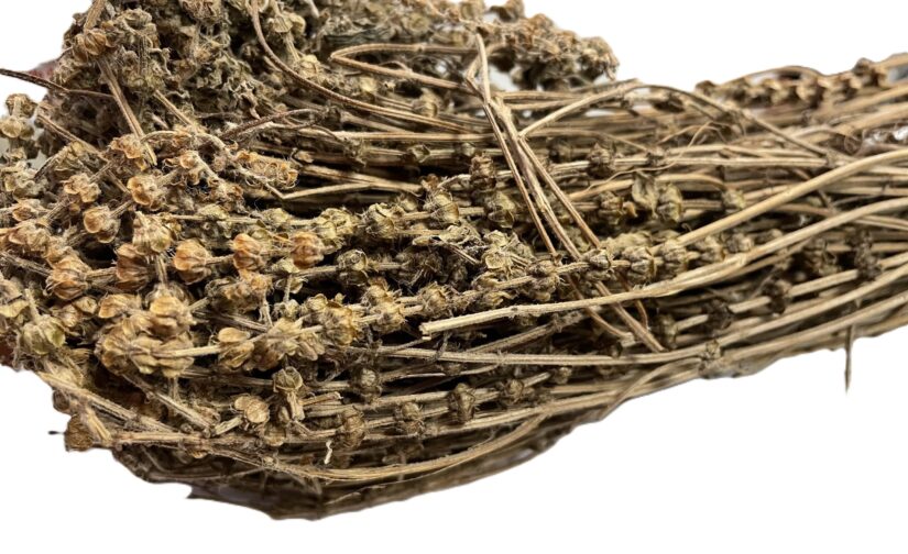 Basilic  Africain (Ocimum canum)