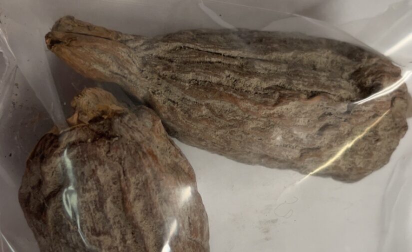 Paquet de 3 Gousses de Poivre de Guinée / Piments de Guinée / Poivre d’alligator